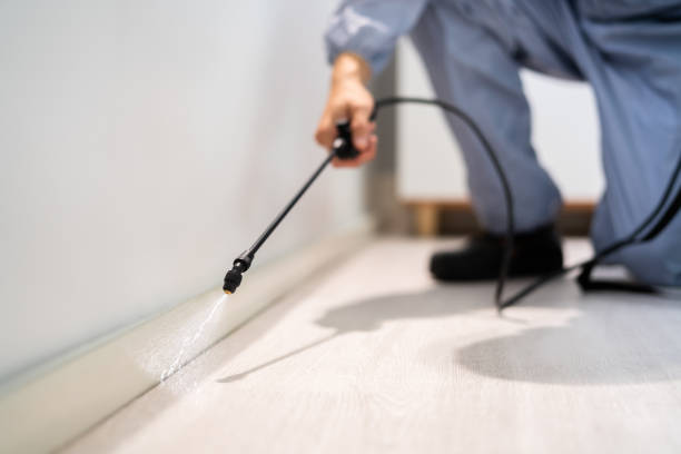 Licensed Wasp Removal service in Fairfield, IL - Show Me Pest Control